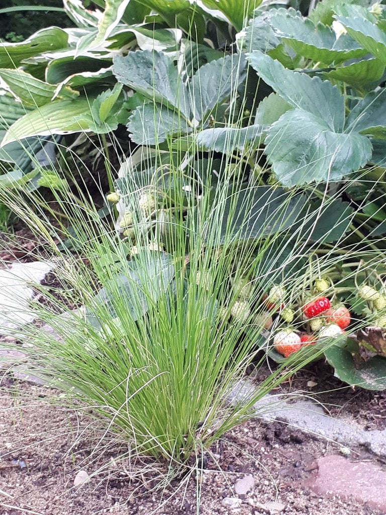 Vedergras Stipa tenuissima ‘Pony Tails volwassen plant, Ophalen, Volle zon, Vaste plant, Siergrassen