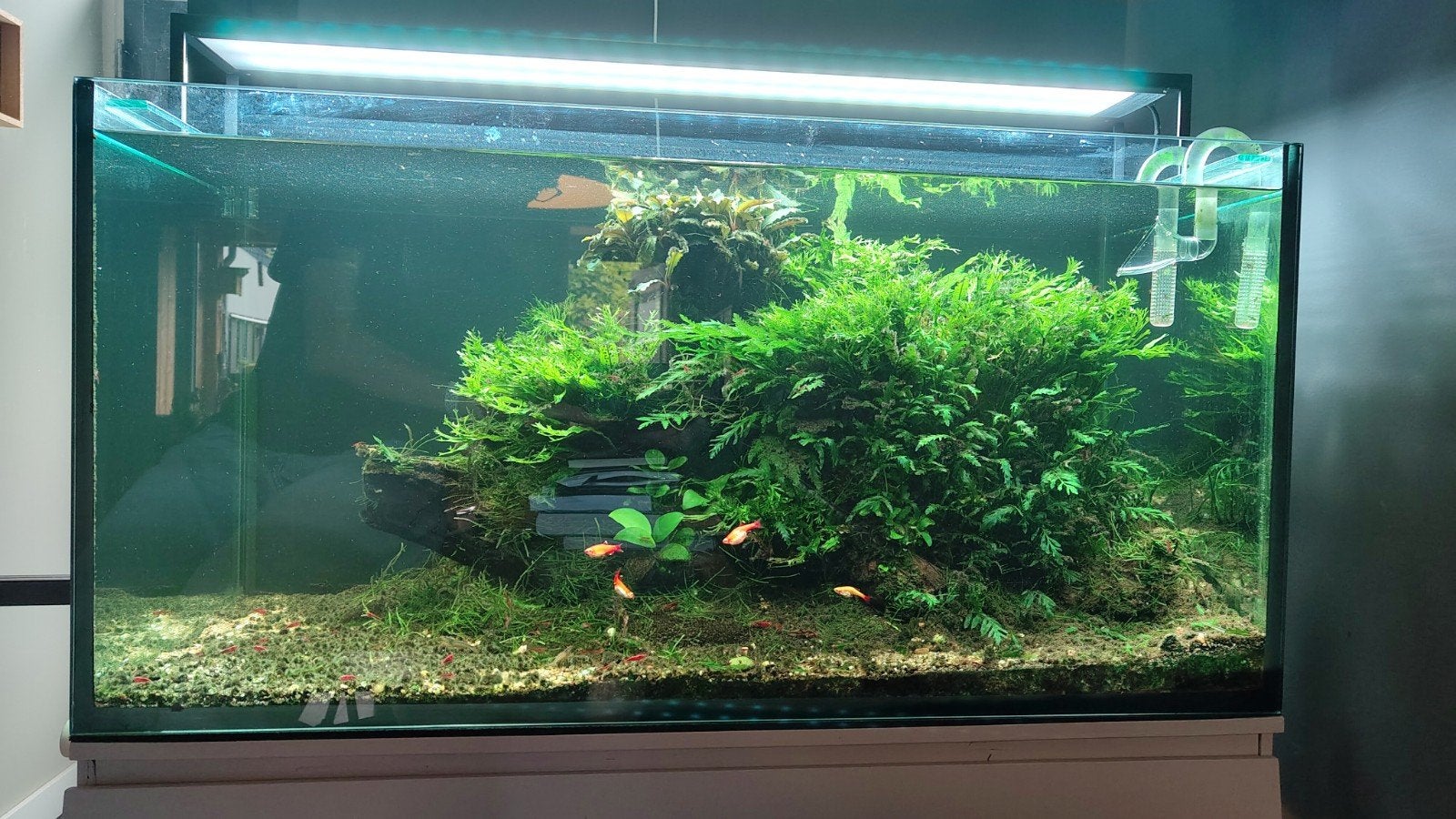 Compleet aquascape aquarium inc. lamp, pomp, Co2, Ophalen, Inclusief vissen, Zo goed als nieuw, Gevuld zoetwateraquarium