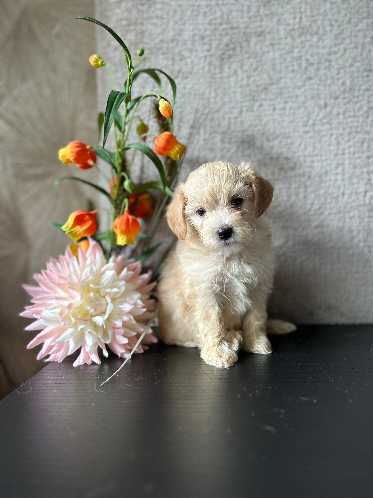 Kleine maltipoo puppys 🤍, Overige rassen, CDV (hondenziekte), 8 tot 15 weken, Meerdere