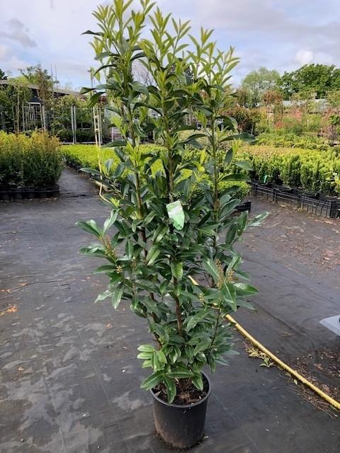 Laurier, Prunus Genolia smalblijvend soort, 150 cm hoog, Ophalen, Laurier, Haag, 100 tot 250 cm