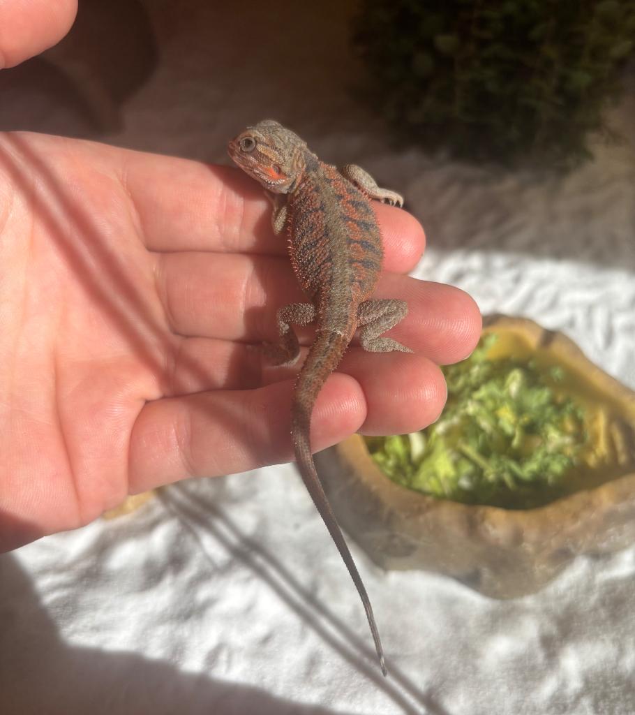 Baardagaam ( geslacht onbekend ) Bearded Dragon - unknown for sale from Kevin