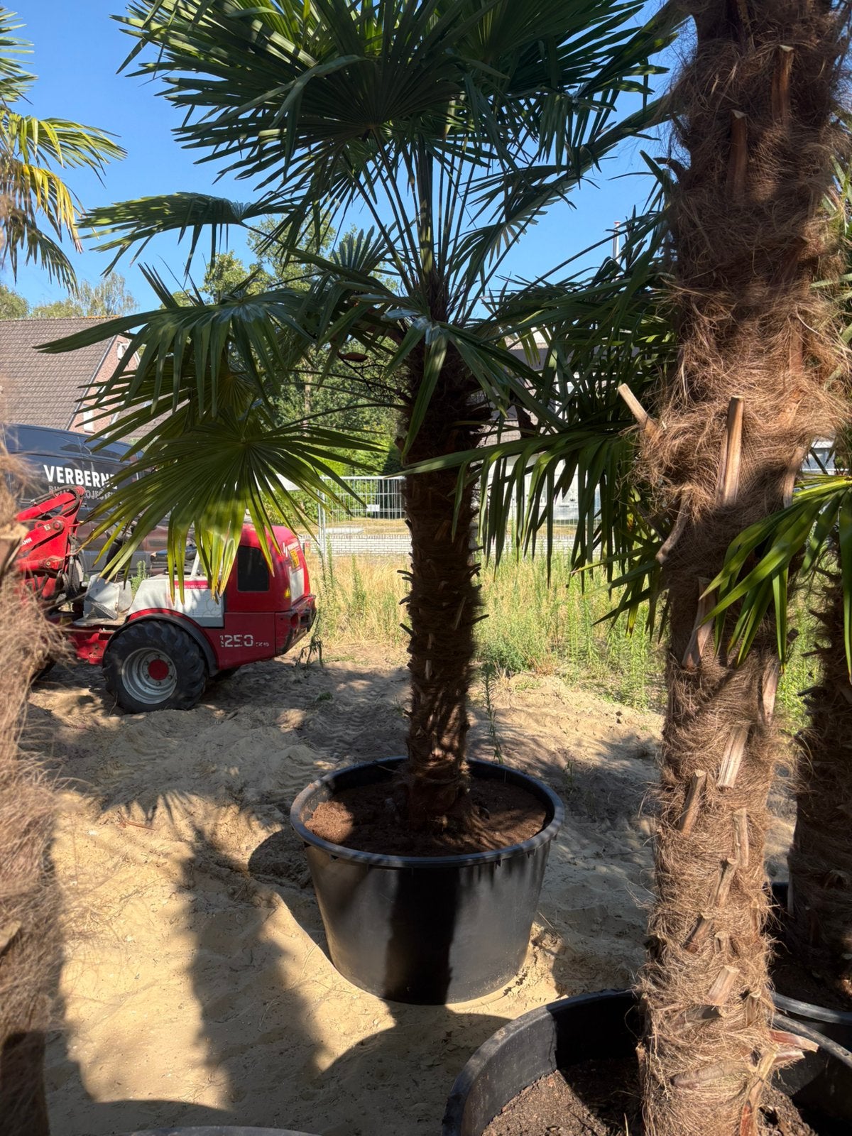 Palmboom - Trachycarpus fortunei, 100 tot 250 cm, Zomer, Palmboom, Ophalen