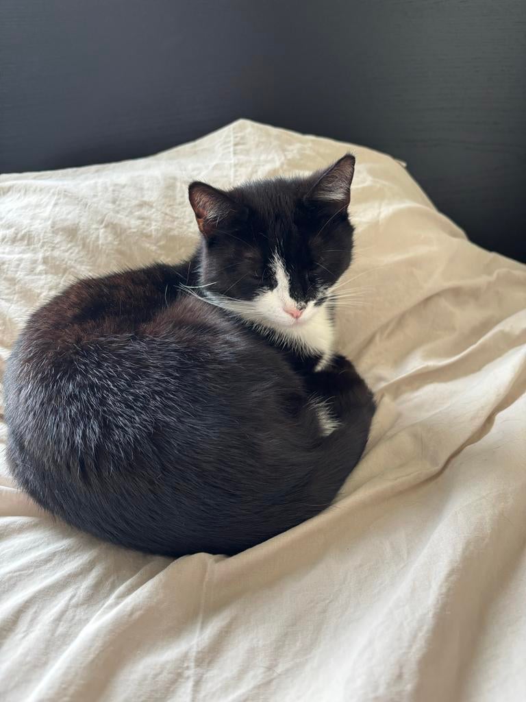 Poes 1 jaar oud, Dieren en Toebehoren, Katten en Kittens | Overige Katten, Poes