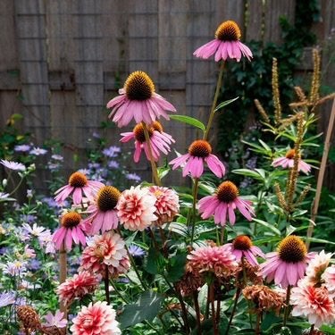 Biologische zonnehoed stekken - wit en roze, Volle zon, Vaste plant, Zomer, Ophalen