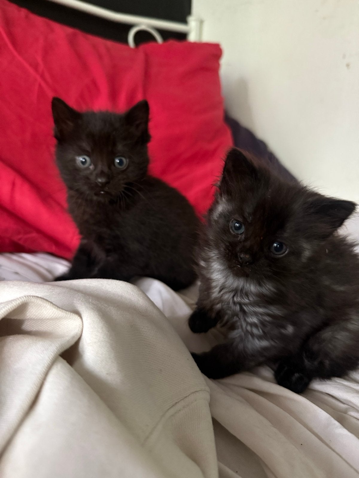 Kittens