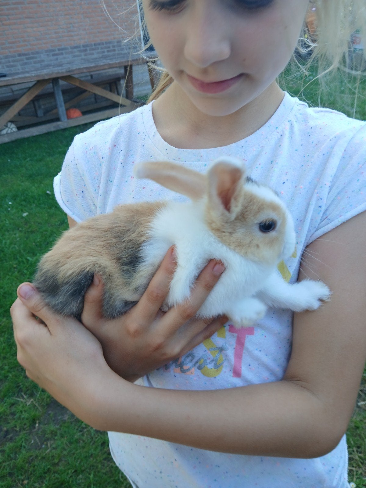 Jonge dwergkonijntjes, Dieren en Toebehoren, Konijnen