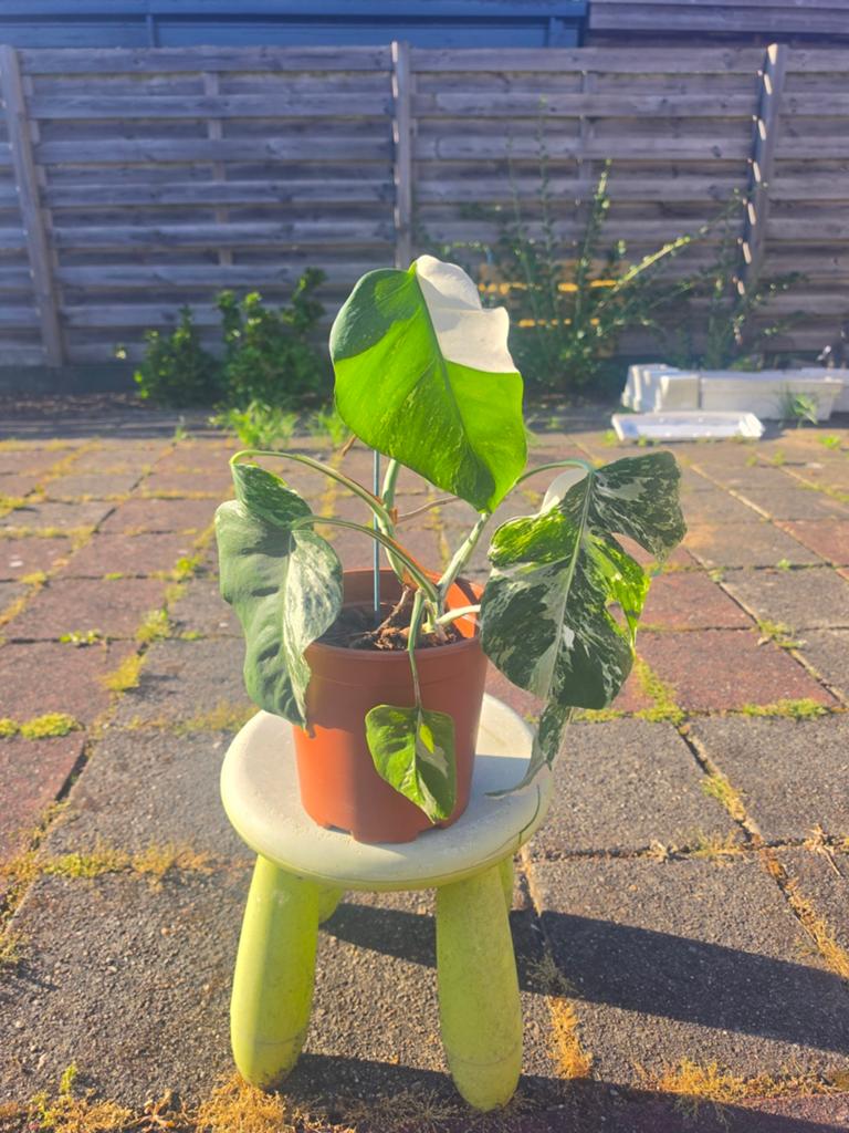 Monstera variegata - 6 bladeren, Ophalen, Overige soorten, Volle zon
