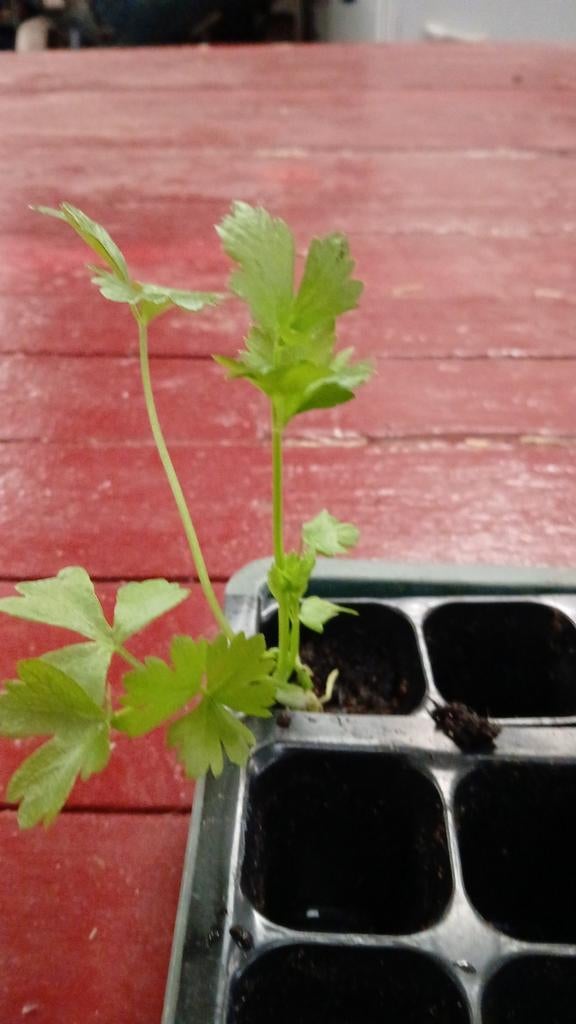 selderij plantjes, Ophalen, Volle zon, Groenteplanten, Eenjarig