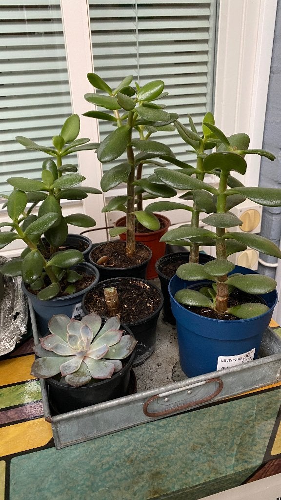 Diverse vetplanten en Crassula ovata (Jadeplant), Vetplant, In pot, Minder dan 100 cm, Groene kamerplant