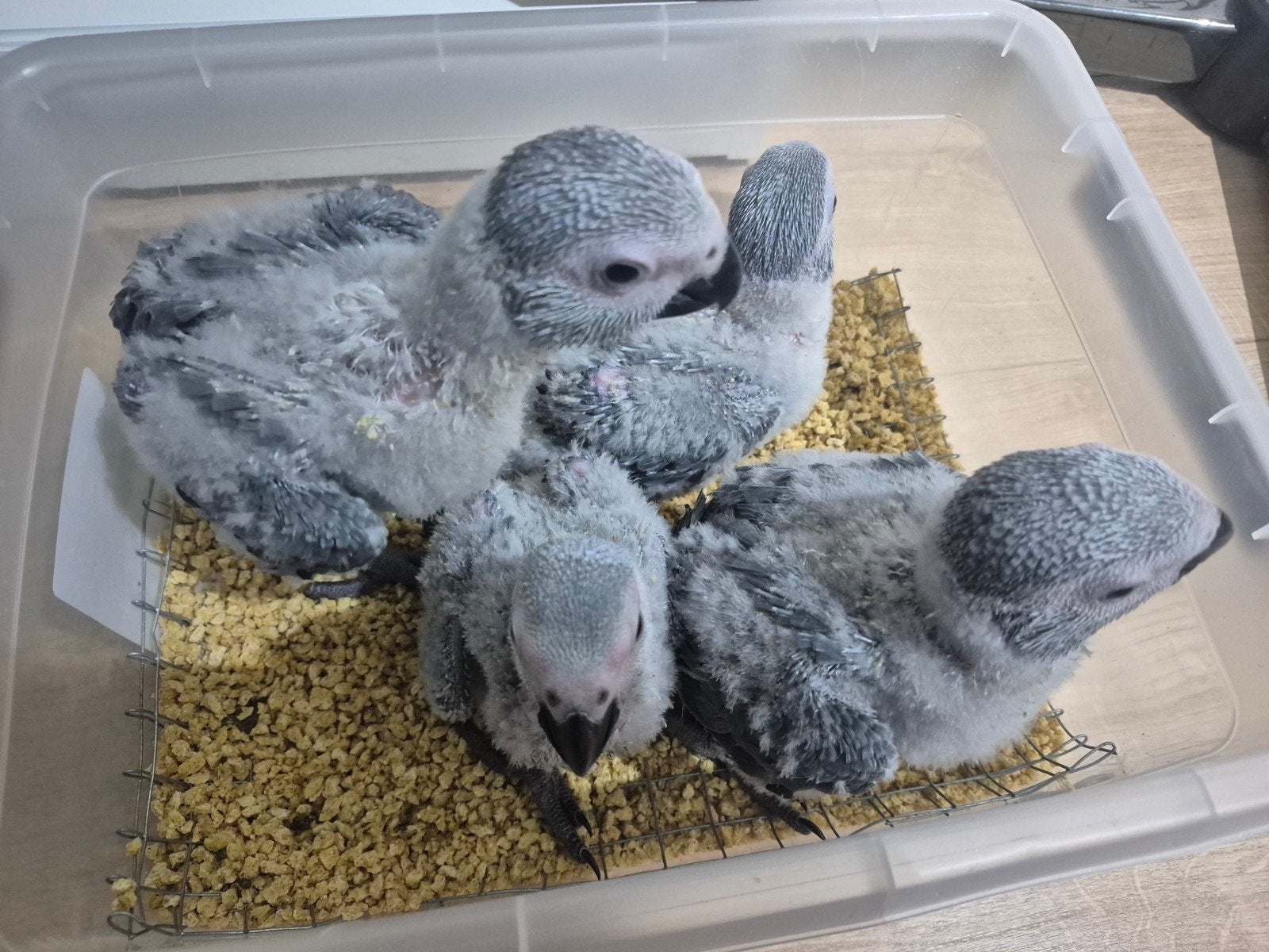 Grijzeroodstaart papegaai, Dieren en Toebehoren