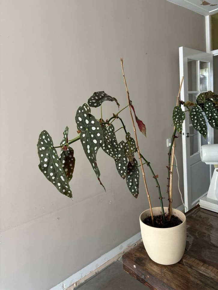 Begonia Maculata - Polkadot Begonia, Ophalen, Overige soorten, Halfschaduw, In pot