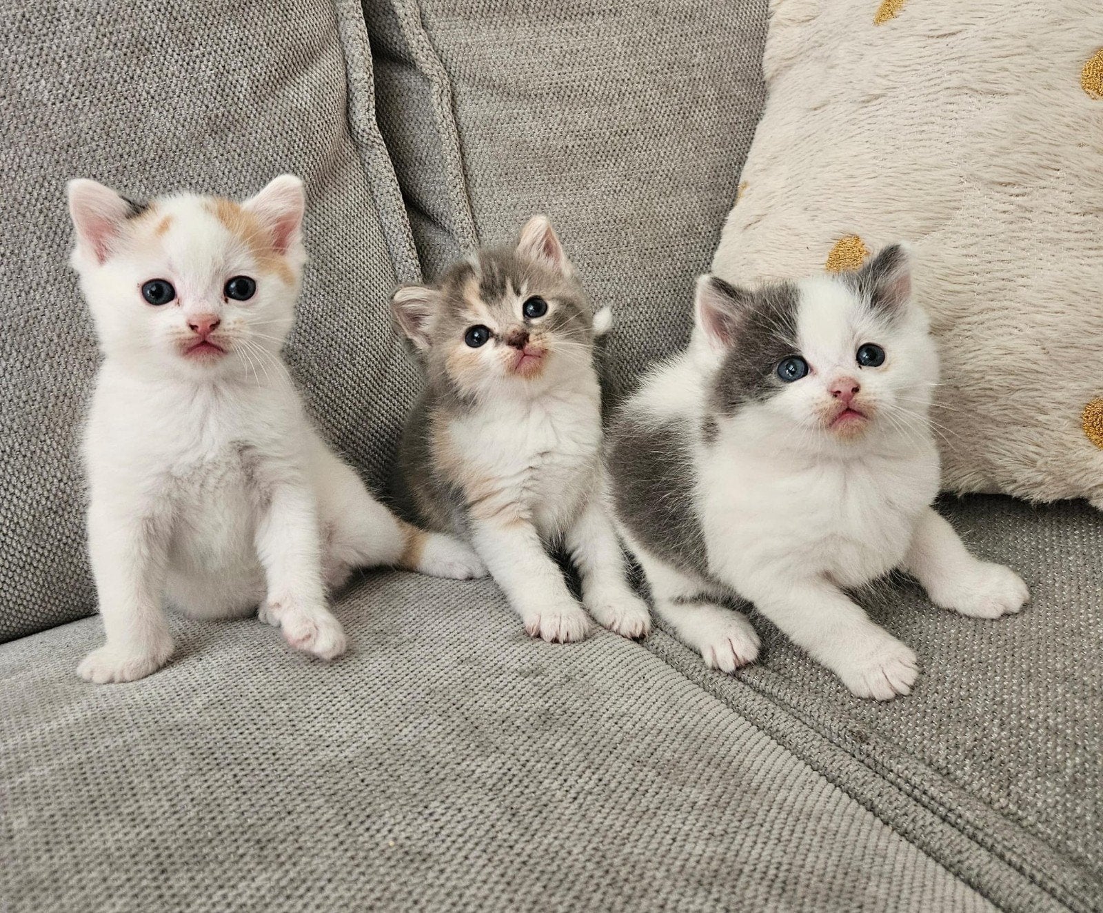 Kittens moeder raggdol x pers, Meerdere dieren, 0 tot 2 jaar