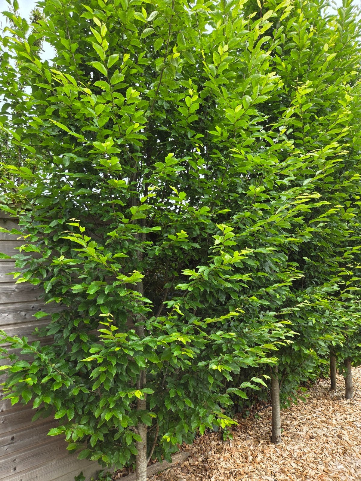 Beuk hagen te koop, Ophalen of Verzenden, Beukenhaag, 100 tot 250 cm