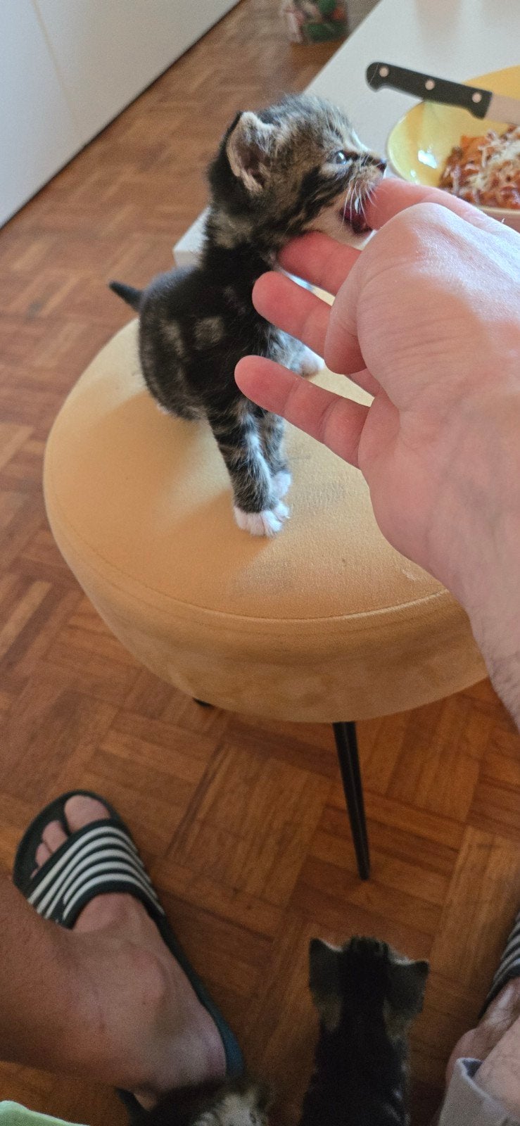 Kittens, Poes