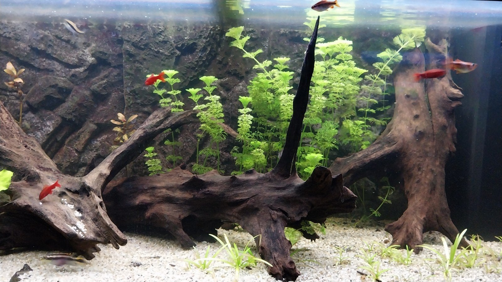 Drie grote, mooie en decoratieve stukken kienhout, Dieren en Toebehoren, Ophalen, Plant(en), Steen of Hout