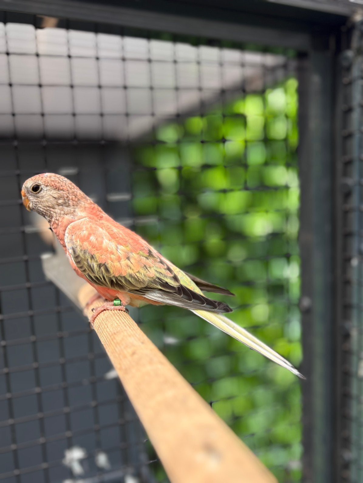 Bourke parkiet gezoomd, Dieren en Toebehoren, Mannelijk, Parkiet, Geringd