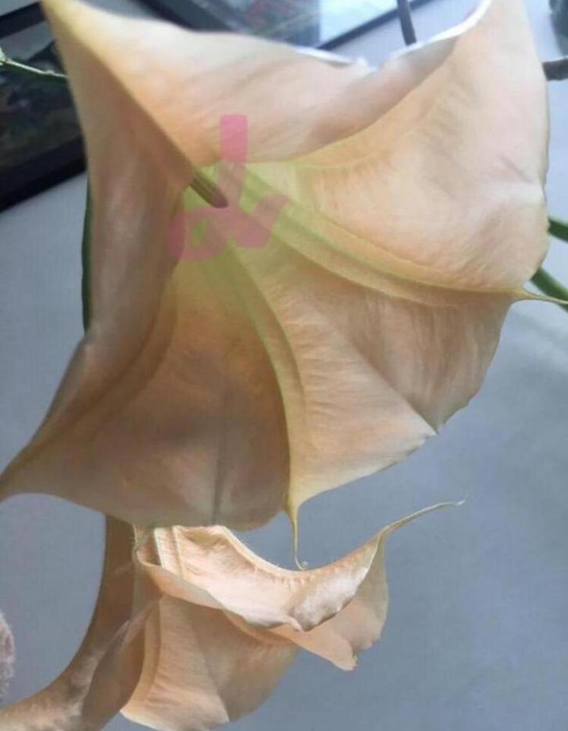 Biologische Brugmansia stekjes planten perzikroze, Overige soorten, In pot, Minder dan 100 cm, Bloeiende kamerplant