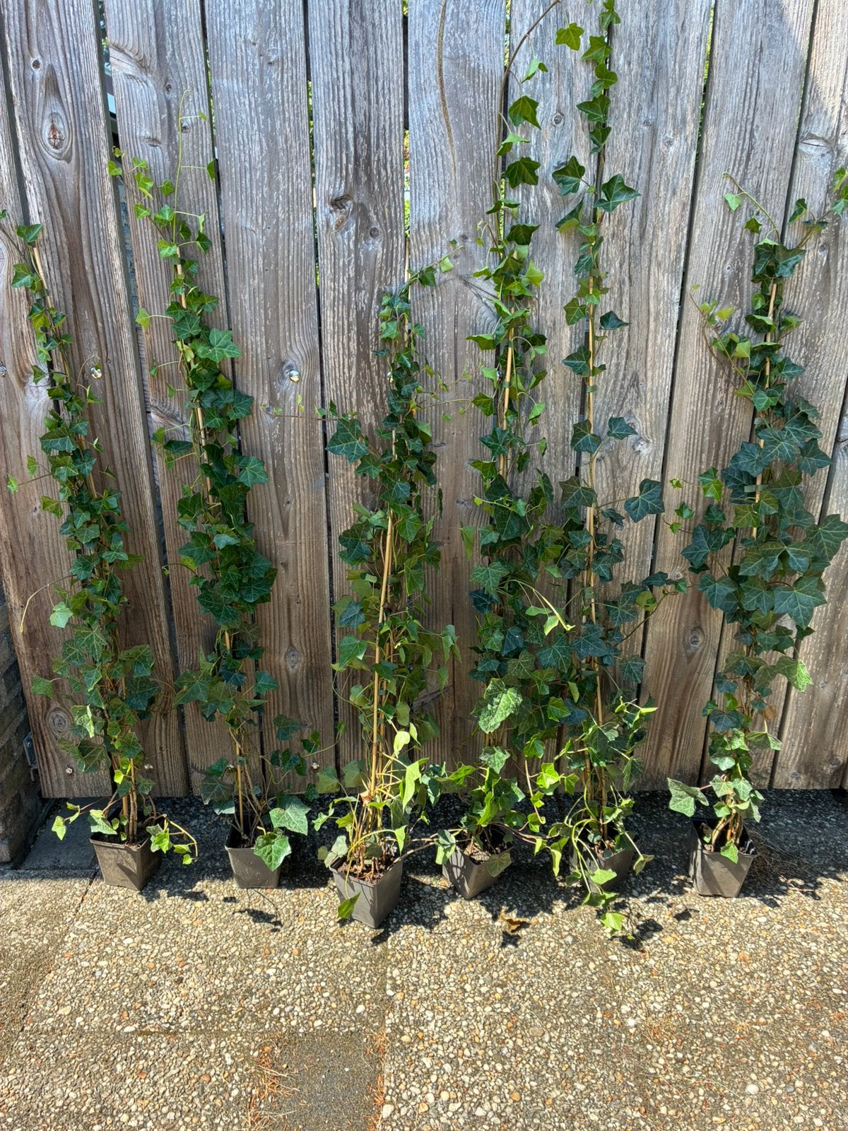 Hedera hibernica klimop, Tuin en Terras, Ophalen, Overige soorten, 100 tot 250 cm