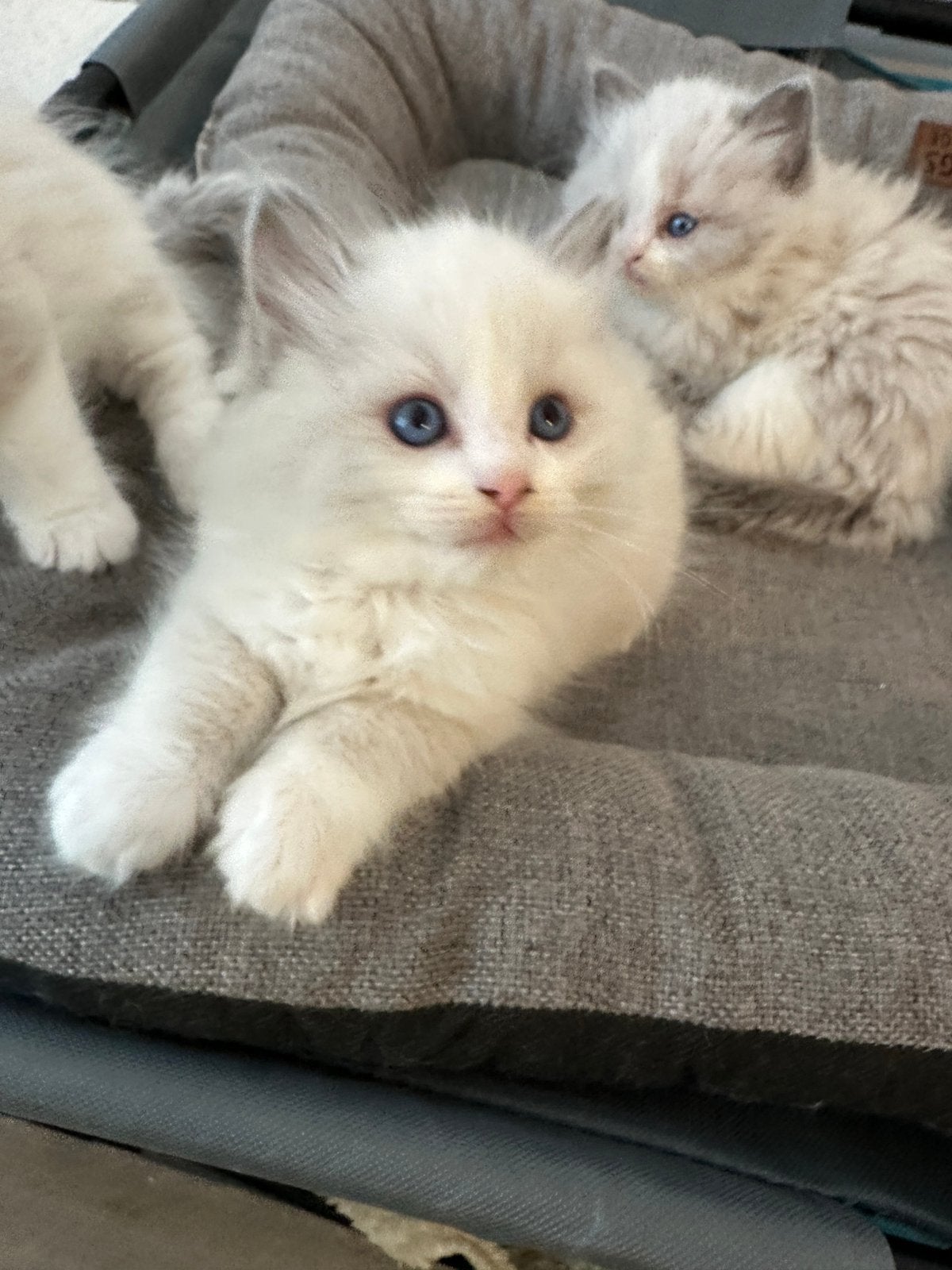 Prachtige Ragdoll kittens te koop (zonder stamboom), Meerdere dieren, Gechipt