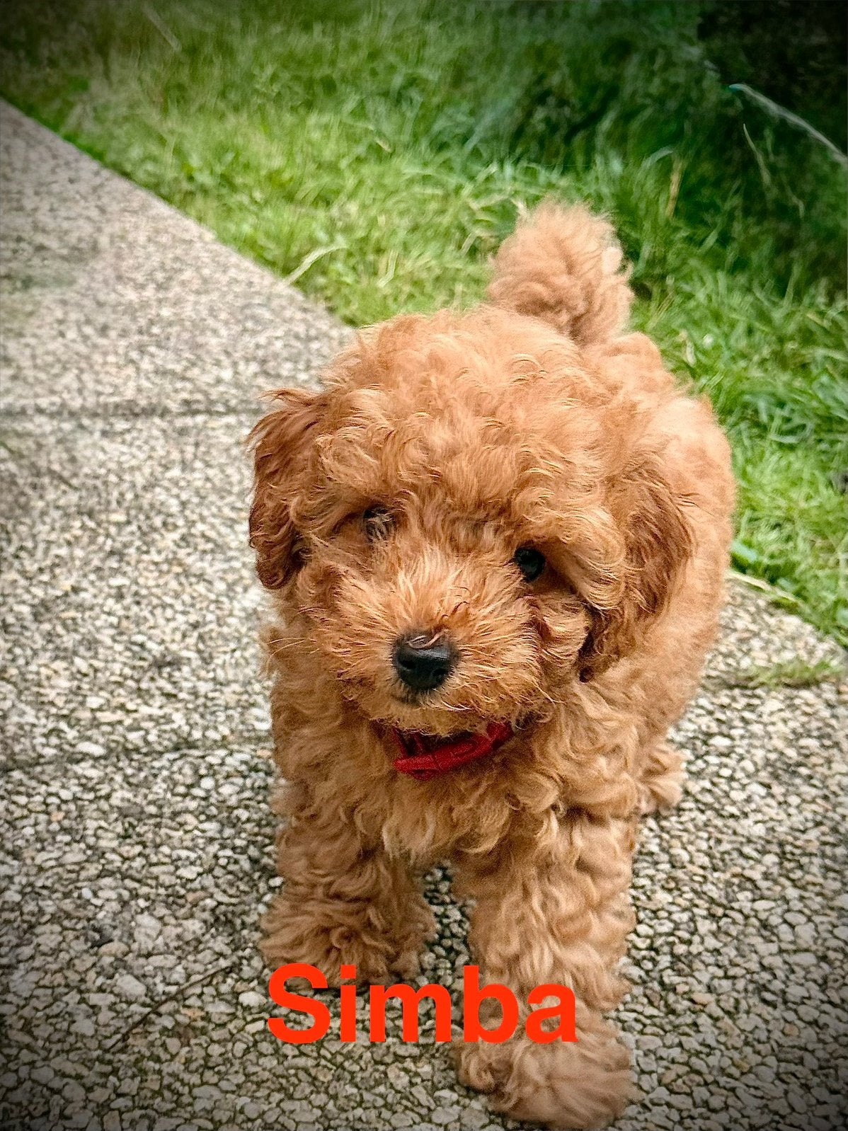 LAATSTE teacup toy poedel beschikbaar!!, Poedel, Reu, 8 tot 15 weken, Eén hond
