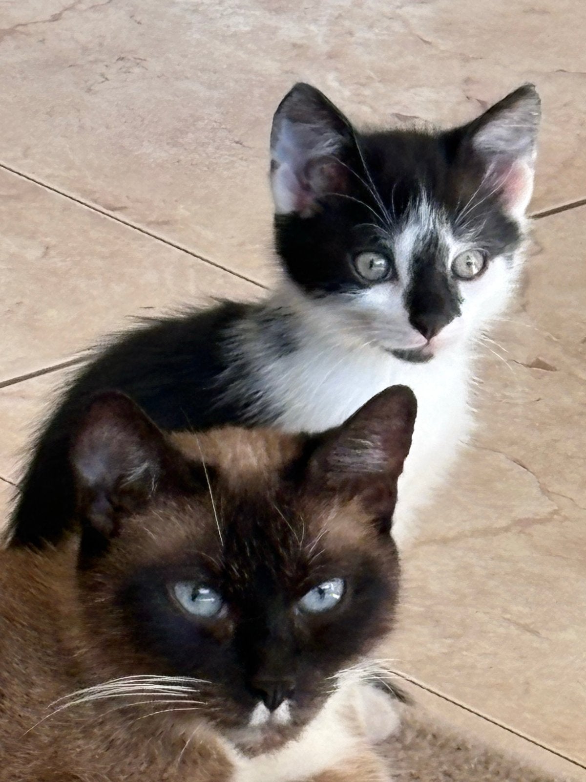 Vreselijk leuke kittens, Meerdere dieren