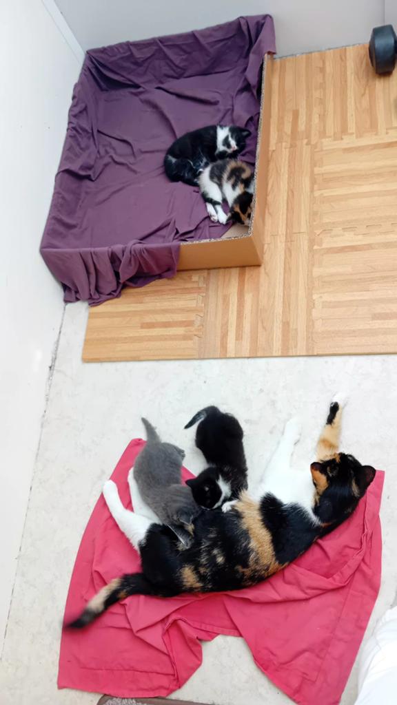 Kittens, Ophalen of Verzenden