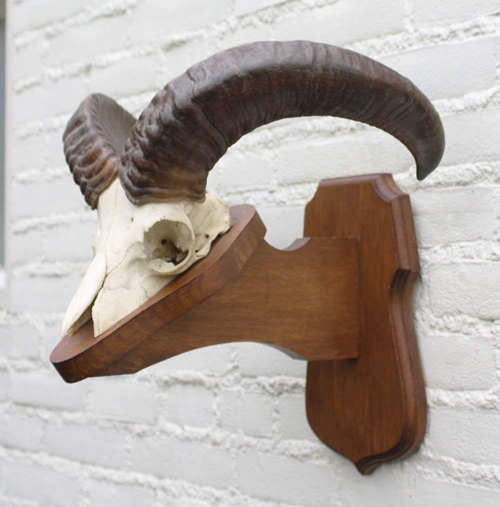 Schedel MOEFLON RAM op solide dubbel houten schild (ref. B), Ophalen of Verzenden, Gebruikt, Wild dier, Gewei of Kop