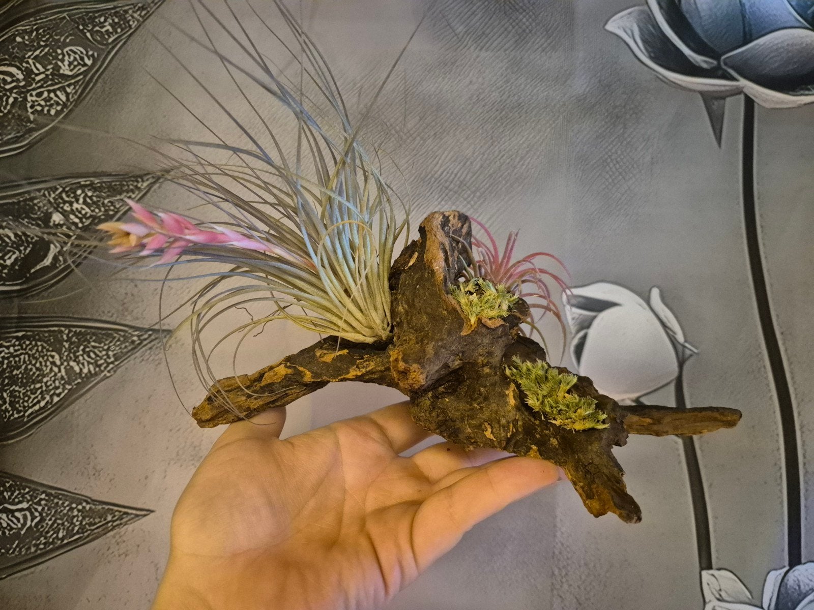 Tillandsia op drijfhout - Unieke luchtplant decoratie, Tuin en Terras, Ophalen, Overige soorten, Halfschaduw