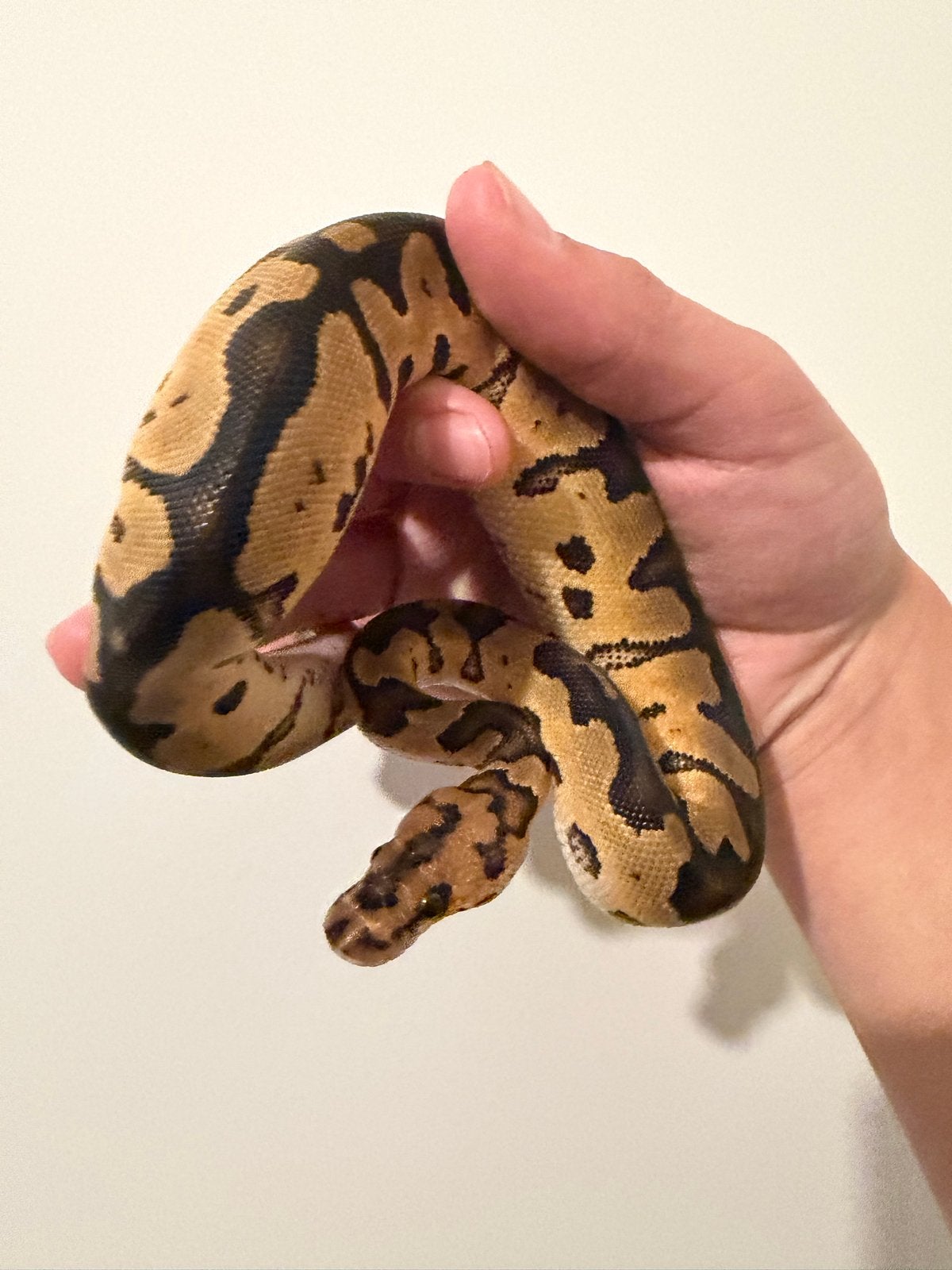 0.1 Ballpython / Regius Ball Python photo 5