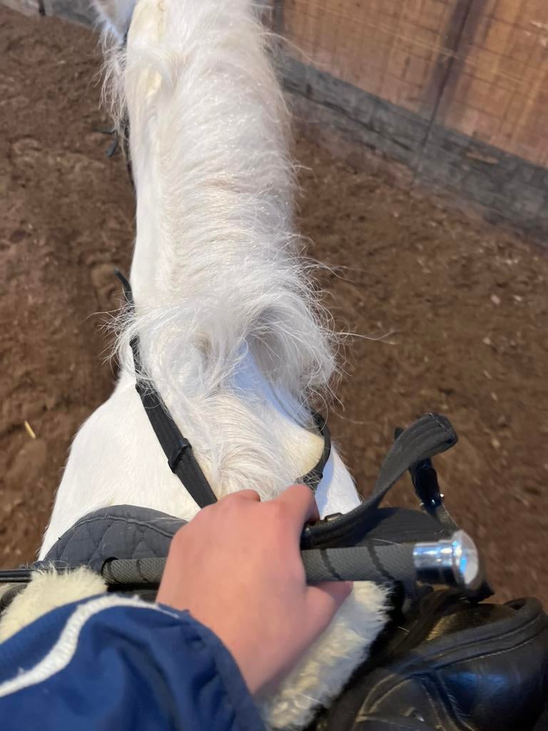 Bijrijdster voor uw pony/paard, Ophalen of Verzenden, Zo goed als nieuw