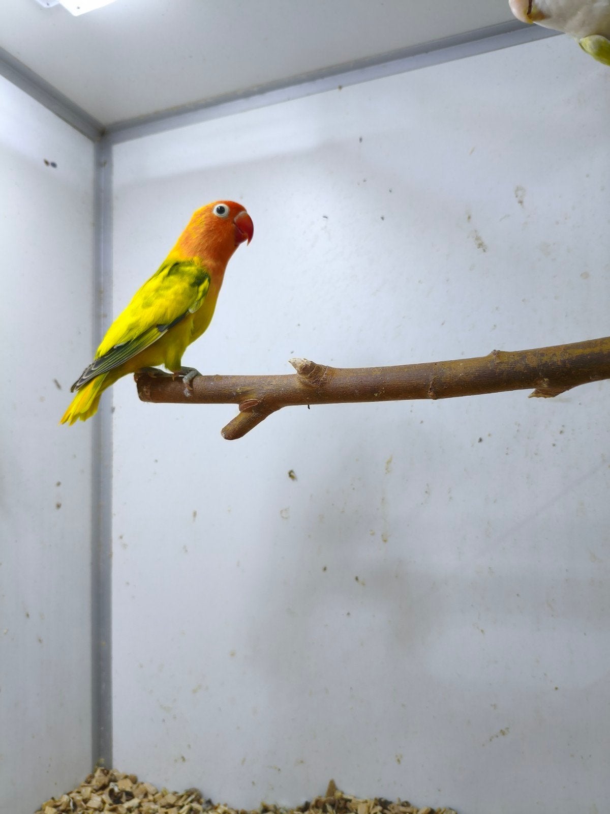 mooie jonge agapornis roseicolis en agapornis ficheri, Dieren en Toebehoren, Meerdere dieren, Dwergpapegaai of Agapornis