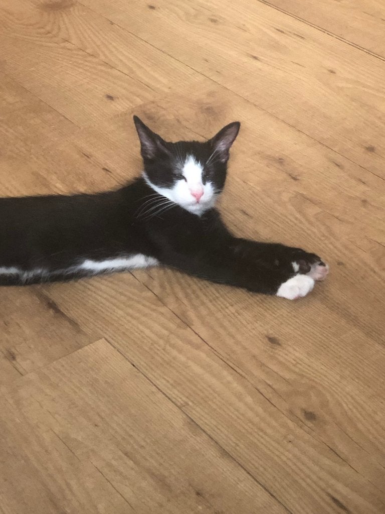 Kittens, 2 jongetjes, Dieren en Toebehoren, Kater, Kortharig, 0 tot 2 jaar