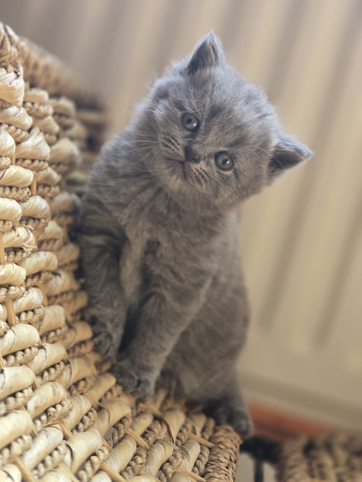 Lieve en speelse kittens te koop - Amsterdam
