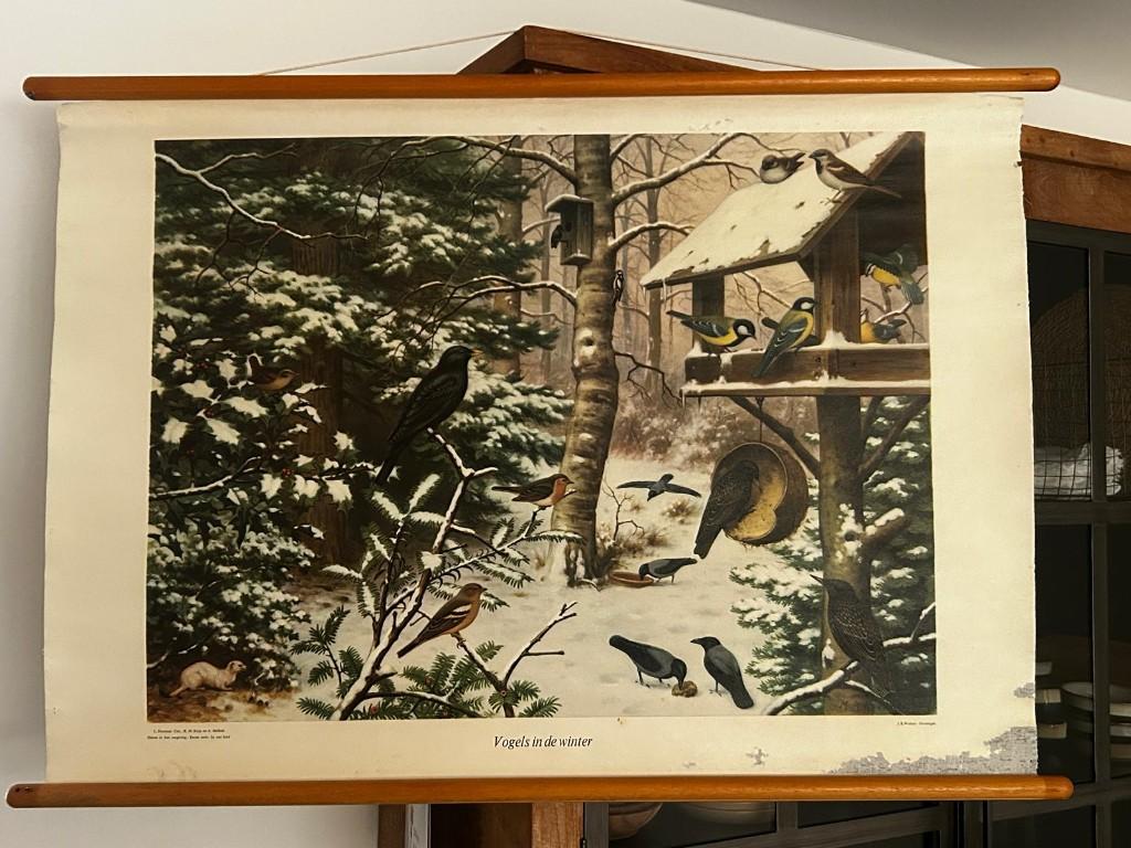 Vogels in de winter, Antiek en Kunst, Antiek | Schoolplaten, Ophalen of Verzenden, Natuur en Biologie