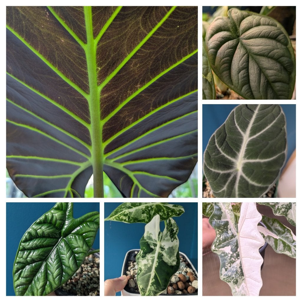 Alocasia knollen - vele soorten, Ophalen of Verzenden, Halfschaduw, Minder dan 100 cm
