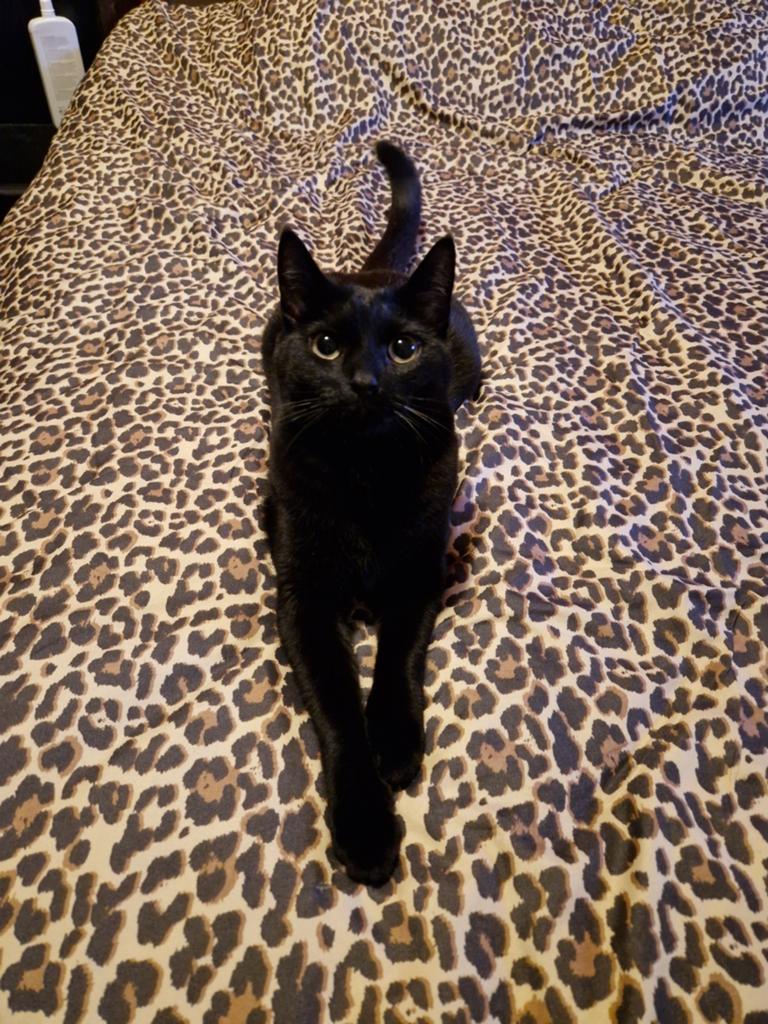 GEZOCHT , gouden mandje voor onze 3 lieve katten!, Meerdere dieren, Kortharig, 3 tot 5 jaar