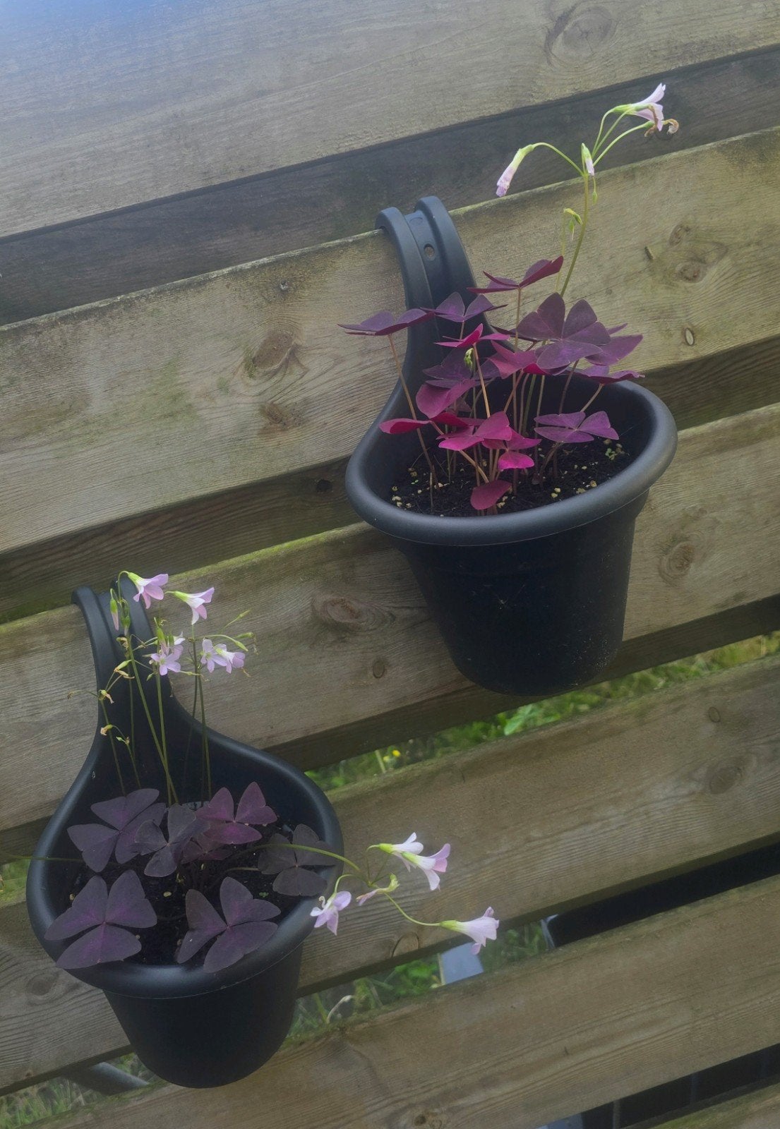 Oxalis Triangularis, Ophalen, Overige soorten, Volle zon