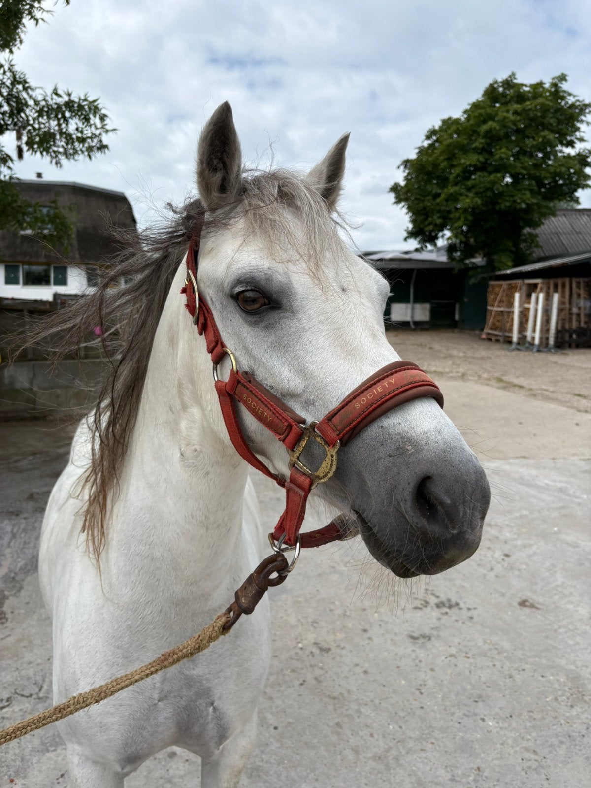 Lieve Welsh merrie – geboren 15 maart 2018, Dieren en Toebehoren, Pony's, Merrie, B, B pony (1.17m tot 1.27m), 7 tot 10 jaar, Gechipt