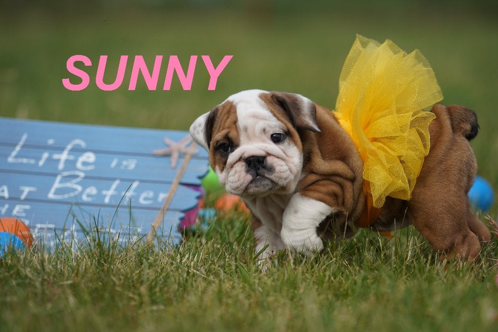 Prachtige en gezonde Engelse Bulldog puppy’, Dieren en Toebehoren, Honden | Bulldogs, Pinschers en Molossers, 8 tot 15 weken, Buitenland