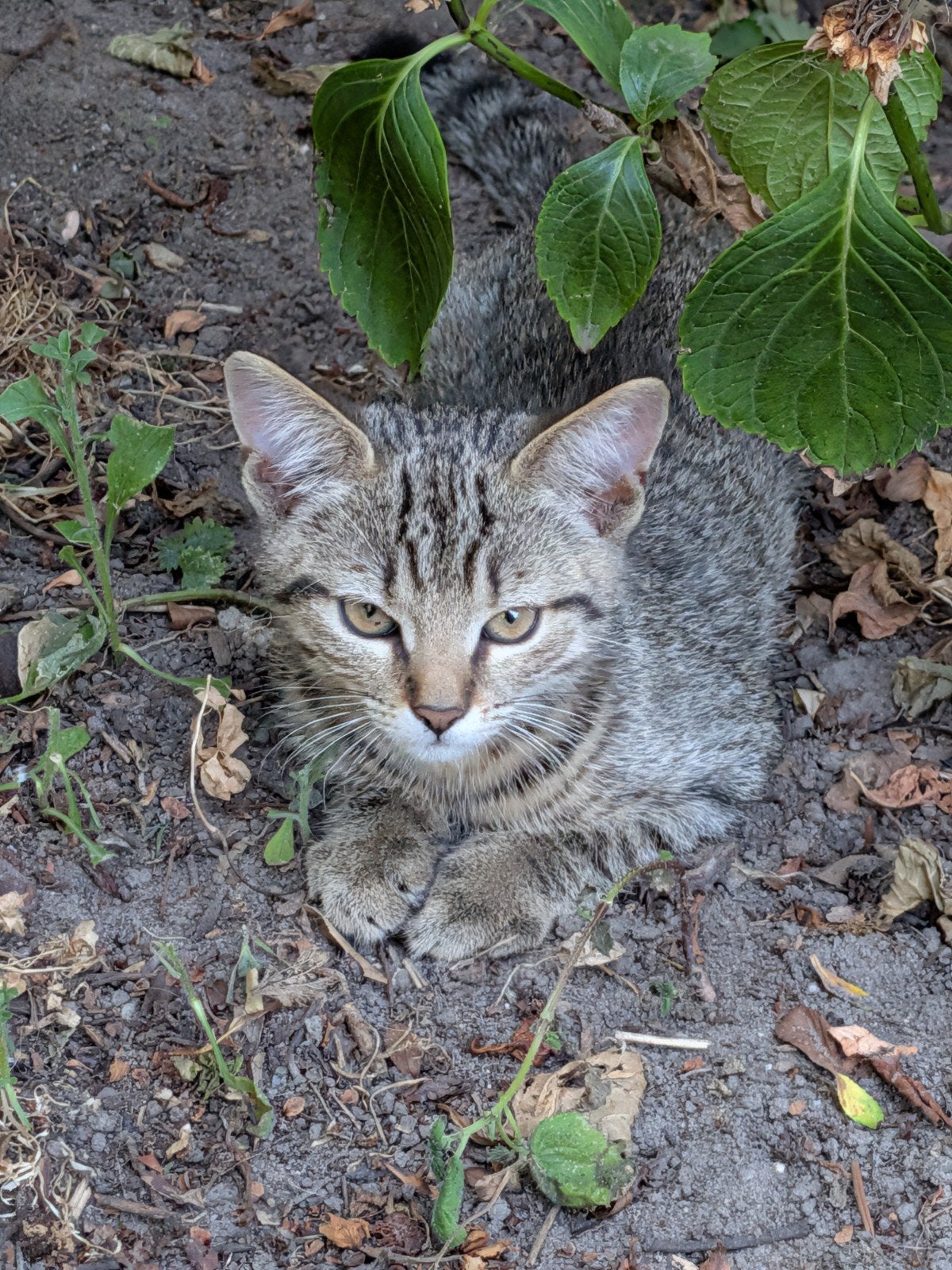 Schattige tijgerkittens, Meerdere dieren