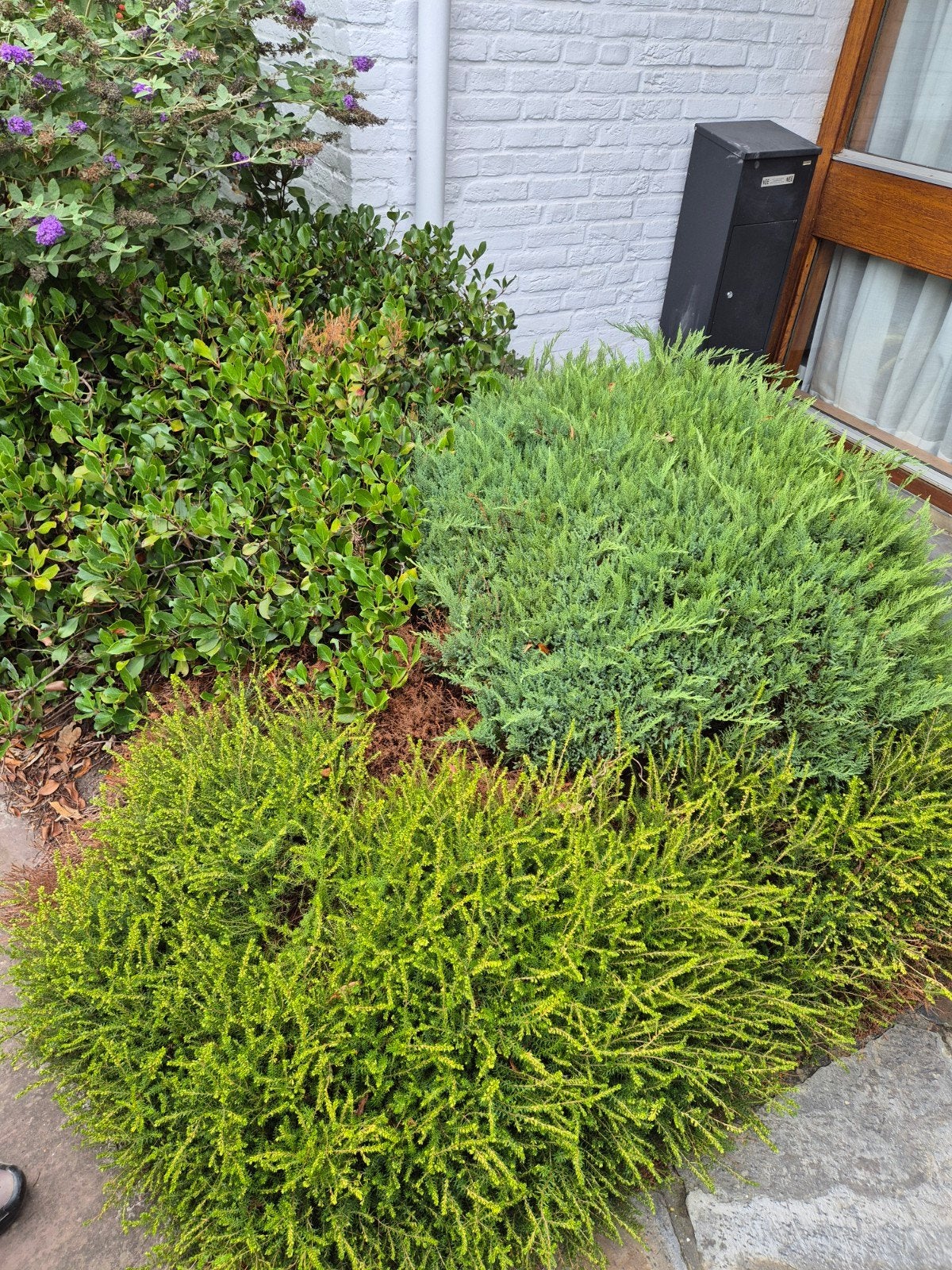 Diverse struiken, bomen en planten af te halen, Ophalen of Verzenden