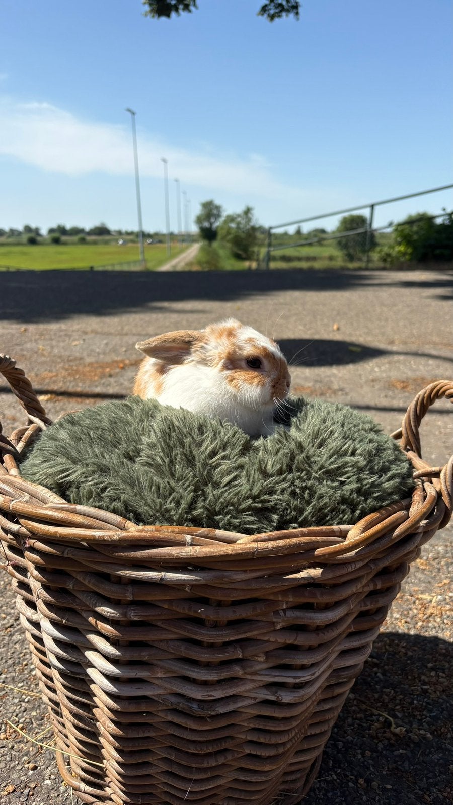 Konijnen te koop, Dieren en Toebehoren, Konijnen, Meerdere dieren, Middelgroot, Hangoor, 0 tot 2 jaar