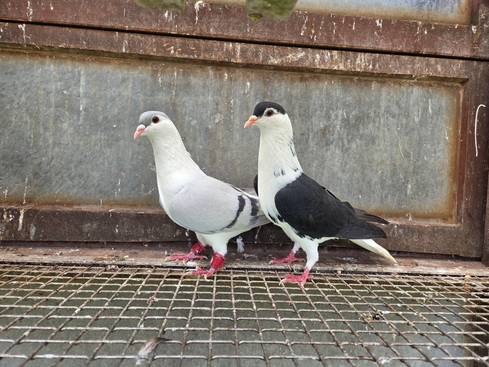Afgaanse duiven, Dieren en Toebehoren, Vogels | Duiven, Vrouwelijk, Postduif