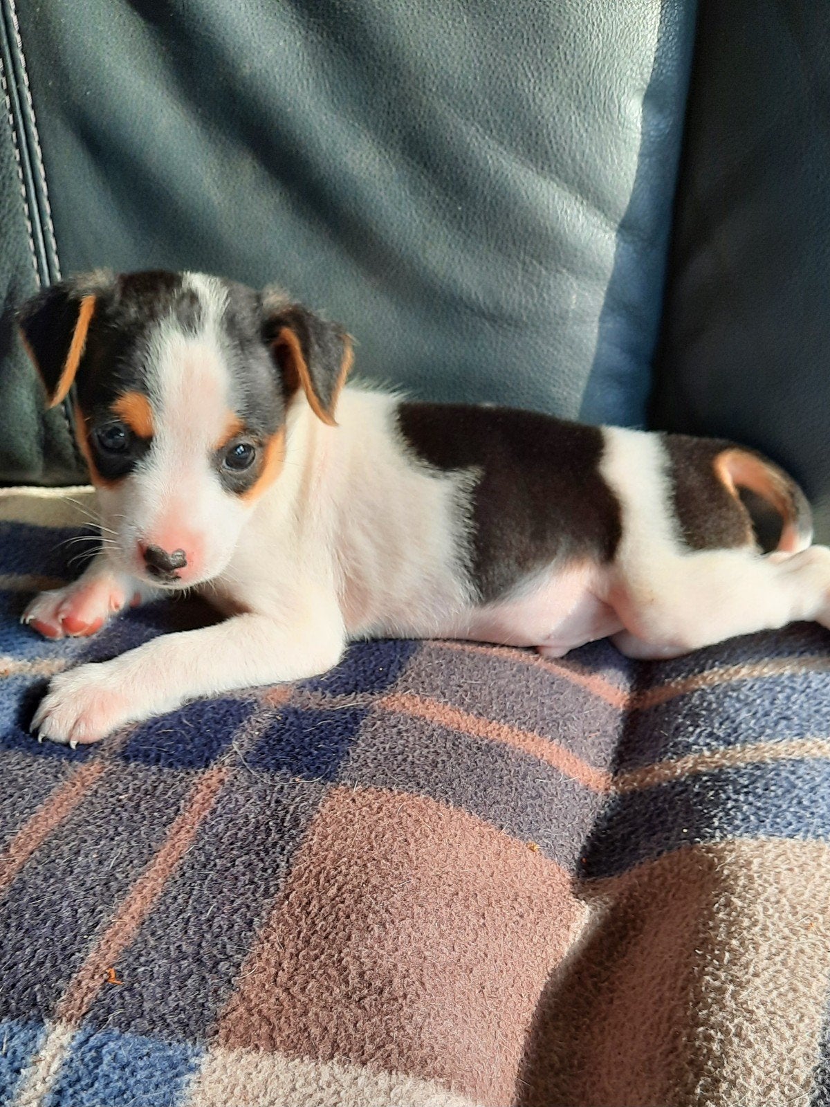 Boerenfox pup., Dieren en Toebehoren, Reu, 8 tot 15 weken, Eén hond, CDV (hondenziekte)
