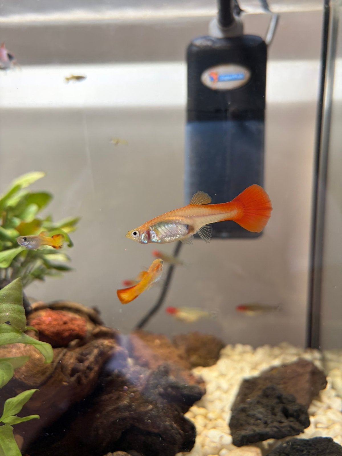 Jonge guppy’s gratis af te halen, Vis