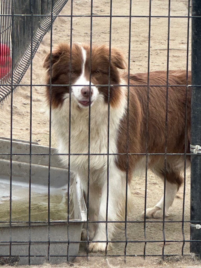 Border Collie, België, Particulier, 1 tot 2 jaar, Teef