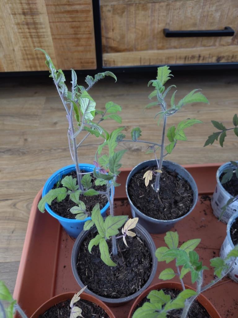 Moestuin plantjes, tomatenplanten, paprika planten, Tuin en Terras, Planten | Fruitbomen, Ophalen, Minder dan 100 cm, Overige soorten
