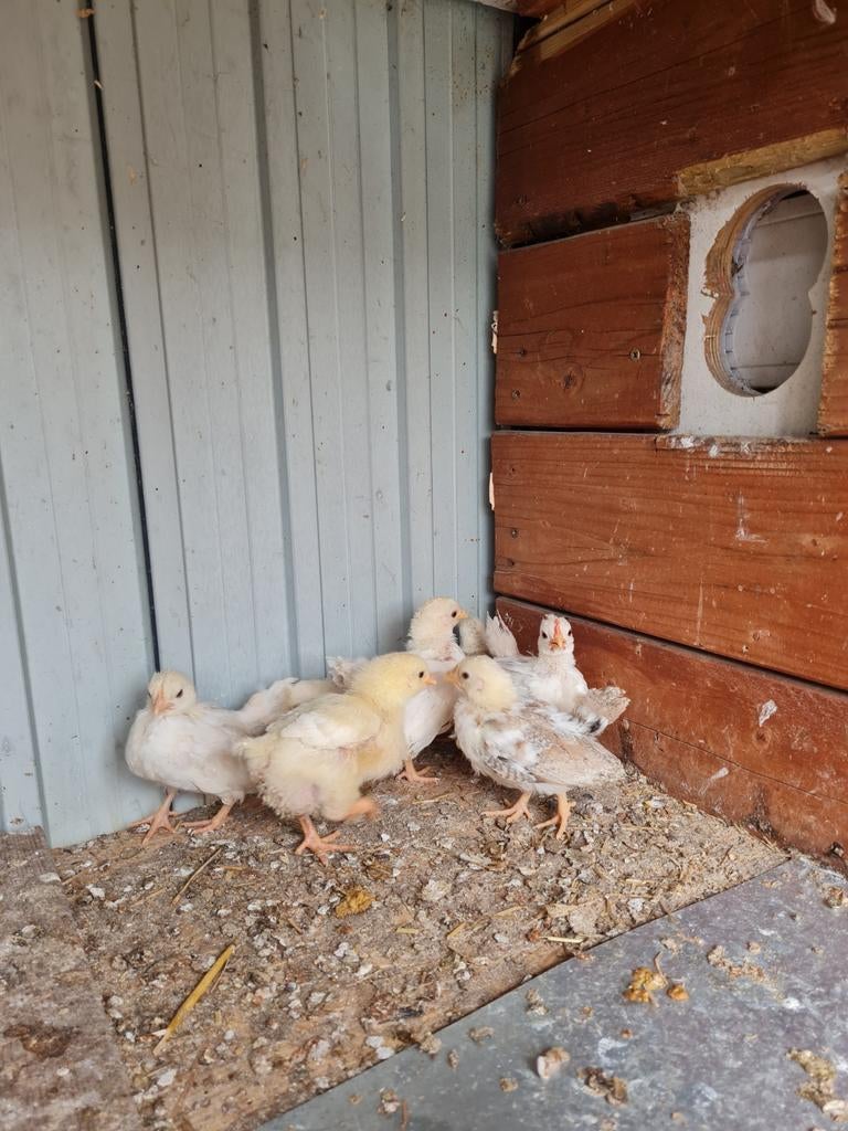 Serama kriel kipjes, Meerdere dieren, Kip