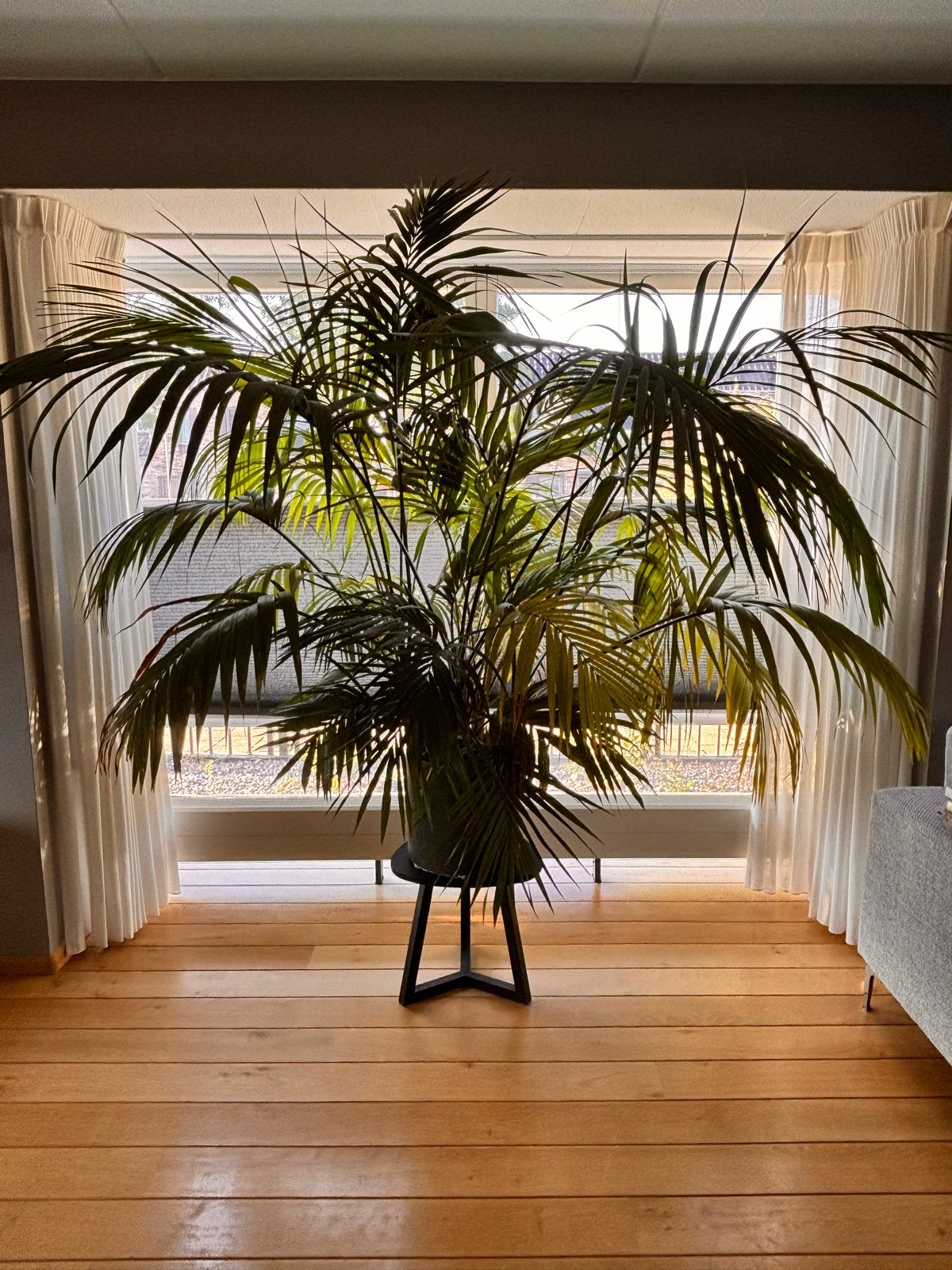 Prachtige Kentiapalm (Howea forsteriana) 1.70 m hoog, Ophalen, Palm, Halfschaduw, In pot