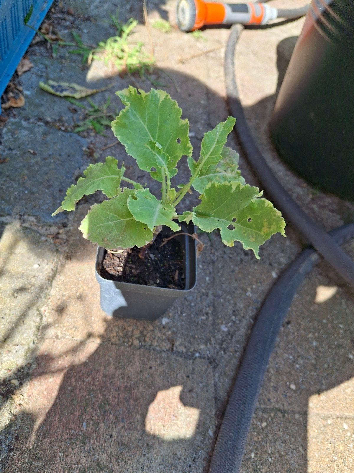 Eeuwig moes bont, Tuin en Terras, Planten | Tuinplanten, Ophalen, Eenjarig, Overige soorten, Volle zon